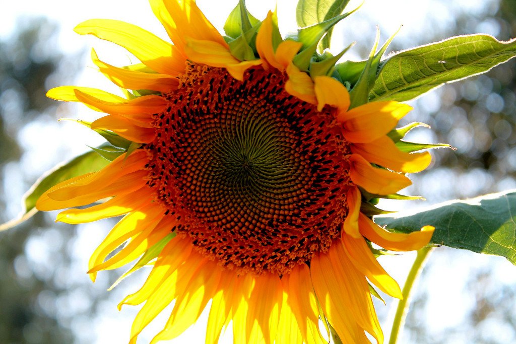 sunflower